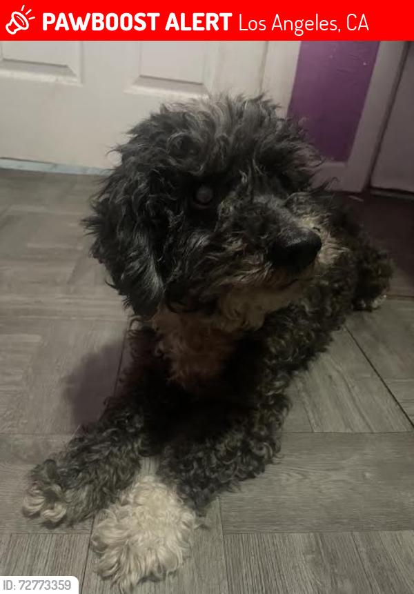 Lost Male Dog last seen Near W 70th St , Los Angeles, CA 90044