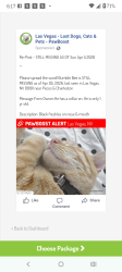 Lost Male Cat last seen Pecos & Charleston , Sunrise Manor, NV 89104