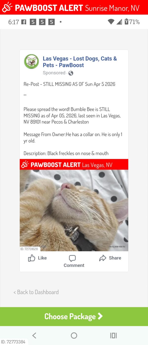 Lost Male Cat last seen Pecos & Charleston , Sunrise Manor, NV 89104
