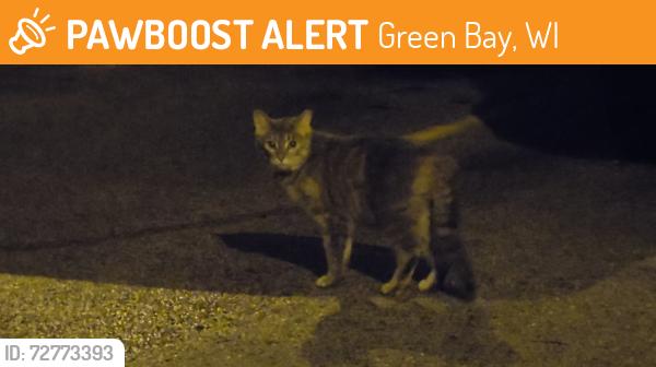 Found/Stray Unknown Cat last seen Fisk and Western, Green Bay, WI 54303