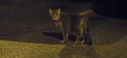Found/Stray Unknown Cat last seen Fisk and Western, Green Bay, WI 54303