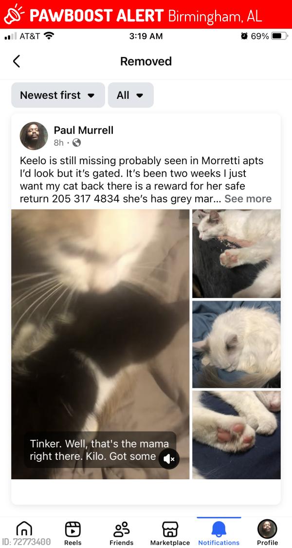 Lost Female Cat last seen Morretti circle, Morris benson ave, Birmingham, AL 35209