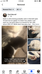 Lost Female Cat last seen Morretti circle, Morris benson ave, Birmingham, AL 35209