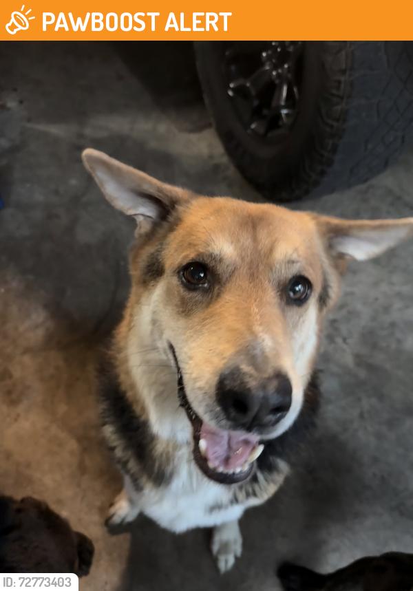 Found/Stray Male Dog last seen Nichols Sawmill, Montgomery County, TX 77447