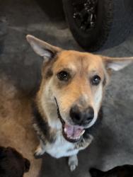 Found/Stray Male Dog last seen Nichols Sawmill, Montgomery County, TX 77447
