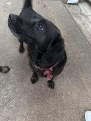 Found/Stray Male Dog last seen Nichols Sawmill, Montgomery County, TX 77447