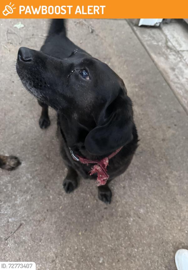 Found/Stray Male Dog last seen Nichols Sawmill, Montgomery County, TX 77447