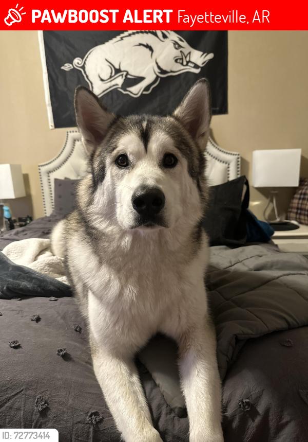 Lost Male Dog last seen W Weddington Drive and N Rupple Road, Fayetteville, AR 72704