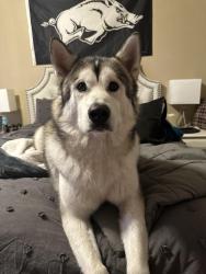 Lost Male Dog last seen W Weddington Drive and N Rupple Road, Fayetteville, AR 72704
