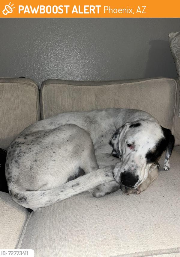 Found/Stray Male Dog last seen Portland Parkway Park 135–199 W Portland St Phoenix, AZ  85003 United States, Phoenix, AZ 85003