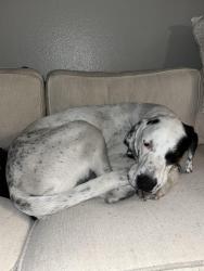 Found/Stray Male Dog last seen Portland Parkway Park 135–199 W Portland St Phoenix, AZ  85003 United States, Phoenix, AZ 85003