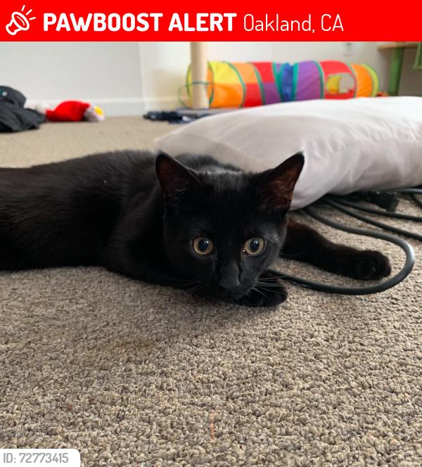 Lost Male Cat last seen Lopes Rd & Sonata Dr, Fairfield, CA 94534
