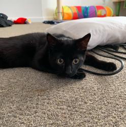Lost Male Cat last seen Lopes Rd & Sonata Dr, Fairfield, CA 94534