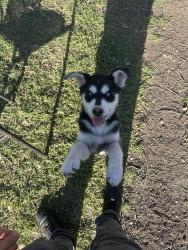 Lost Female Dog last seen Near herring ave 76708 wack tx, Waco, TX 76707