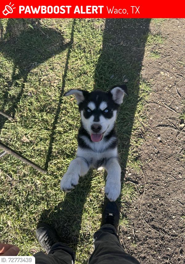 Lost Female Dog last seen Near herring ave 76708 wack tx, Waco, TX 76707