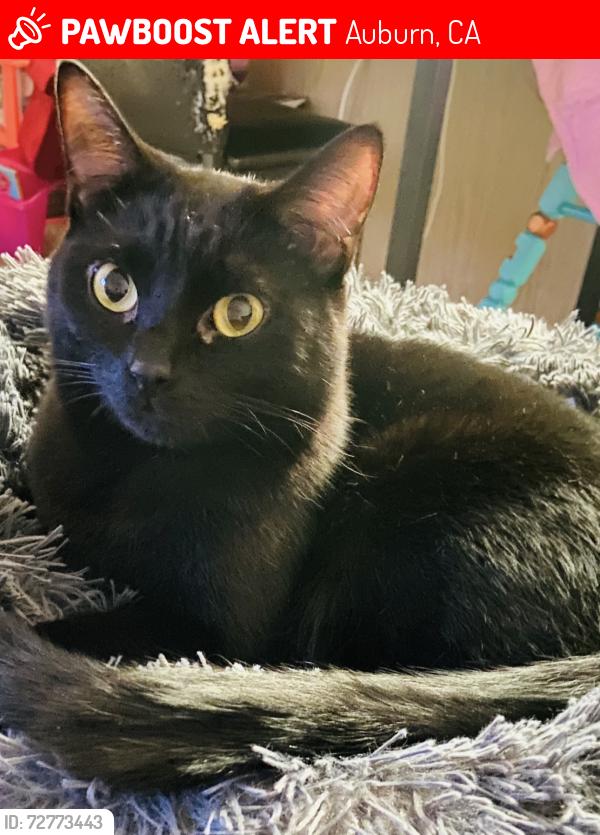 Lost Female Cat last seen New airport and hwy 49, Auburn, CA 95603