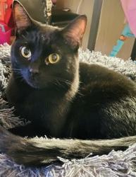 Lost Female Cat last seen New airport and hwy 49, Auburn, CA 95603