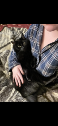 Lost Male Cat last seen Sawyer x Fullerton, Chicago, IL 60647