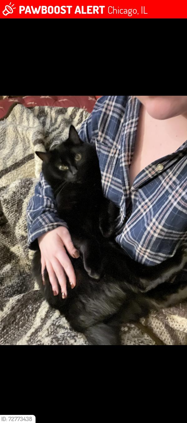 Lost Male Cat last seen Sawyer x Fullerton, Chicago, IL 60647