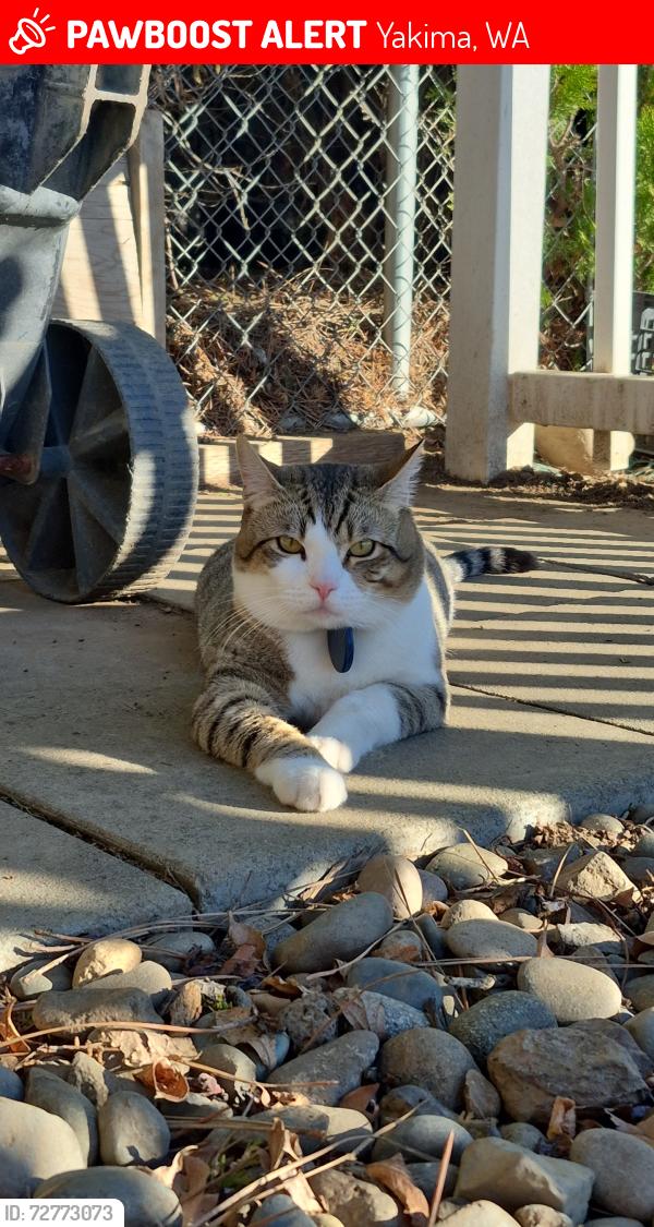 Lost Male Cat last seen Terrace Hights drive around 7-Eleven, Yakima, WA 98901