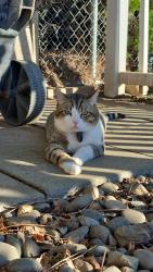 Lost Male Cat last seen Terrace Hights drive around 7-Eleven, Yakima, WA 98901