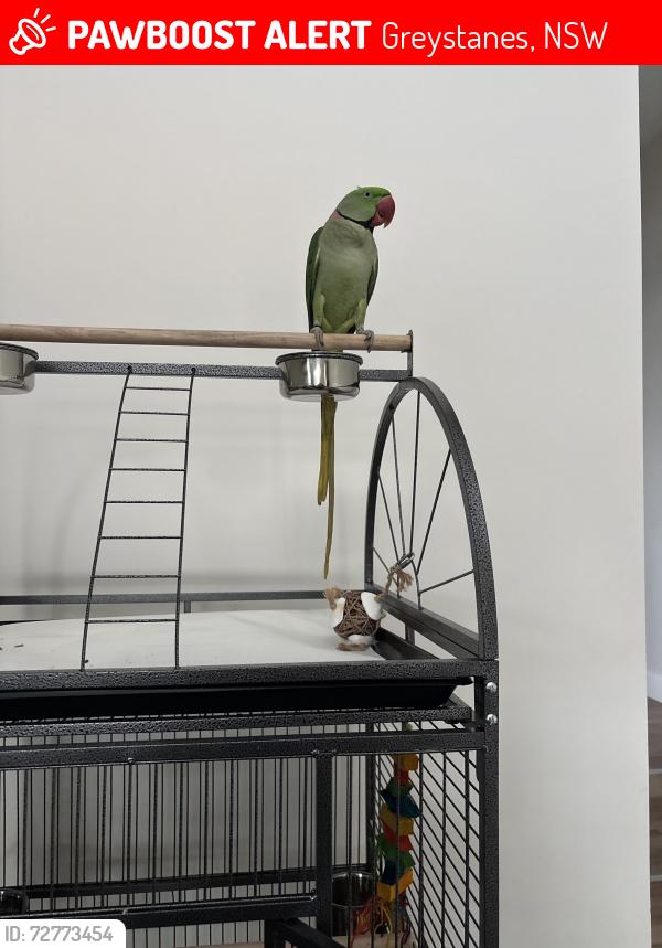 Lost Male Bird last seen Greystanes rd, Greystanes, NSW 2145