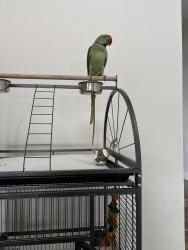 Lost Male Bird last seen Greystanes rd, Greystanes, NSW 2145