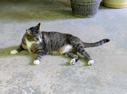 Lost Female Cat last seen Cold Water Creek, Griffin, GA 30224