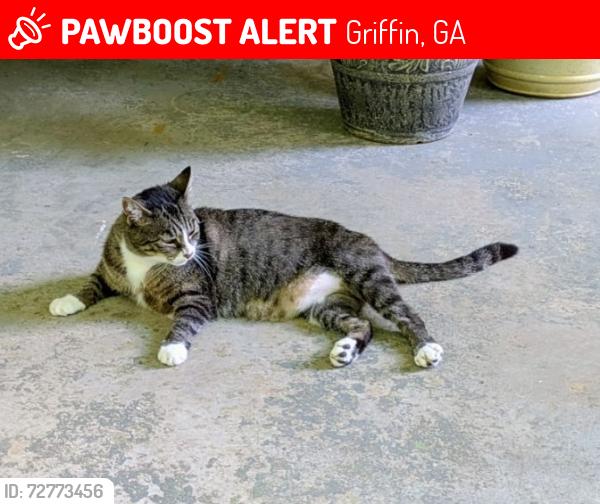 Lost Female Cat last seen Cold Water Creek, Griffin, GA 30224