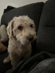 Lost Male Dog last seen fifth and Whitlock, San Bernardino, CA 92410
