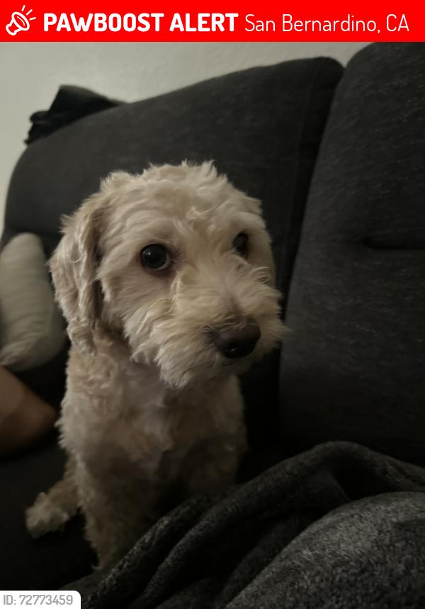 Lost Male Dog last seen fifth and Whitlock, San Bernardino, CA 92410
