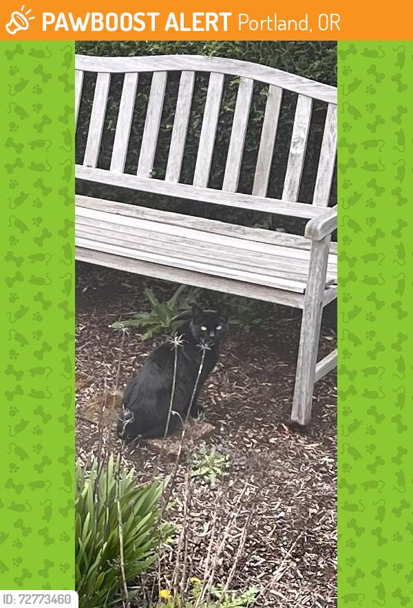 Found/Stray Unknown Cat last seen Close to Richmond, Portland, OR 97203