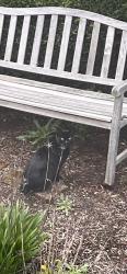 Found/Stray Unknown Cat last seen Close to Richmond, Portland, OR 97203