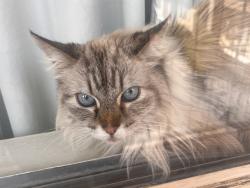 Lost Female Cat last seen Near the Treehut inn, Albuquerque, NM 87102