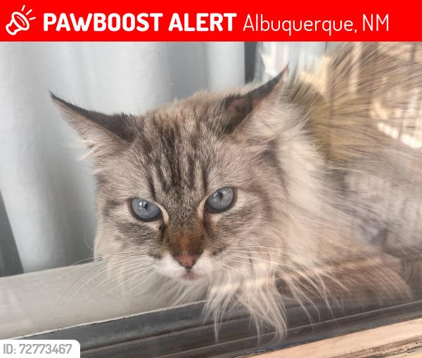 Lost Female Cat last seen Near the Treehut inn, Albuquerque, NM 87102