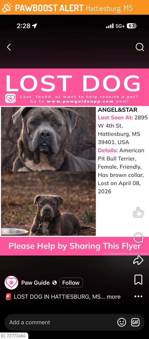 Found/Stray Female Dog last seen Usm, Hattiesburg, MS 39402