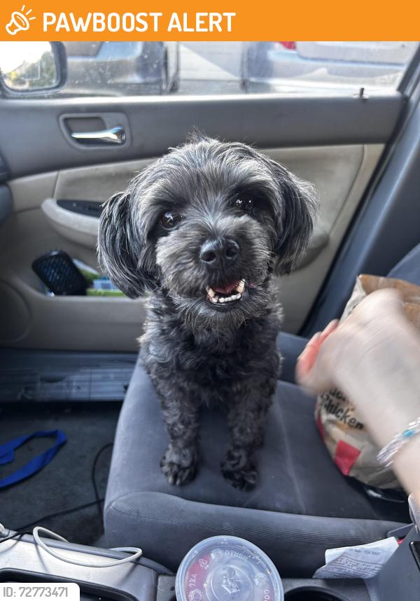 Found/Stray Female Dog last seen La Serena apmts , Rowland Heights, CA 91748