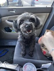Found/Stray Female Dog last seen La Serena apmts , Rowland Heights, CA 91748