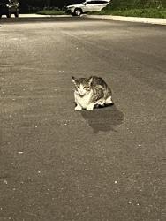 Found/Stray Unknown Cat last seen Bay tree and Pendio, Irvine, CA 92620