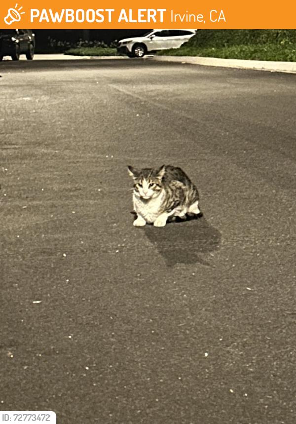 Found/Stray Unknown Cat last seen Bay tree and Pendio, Irvine, CA 92620