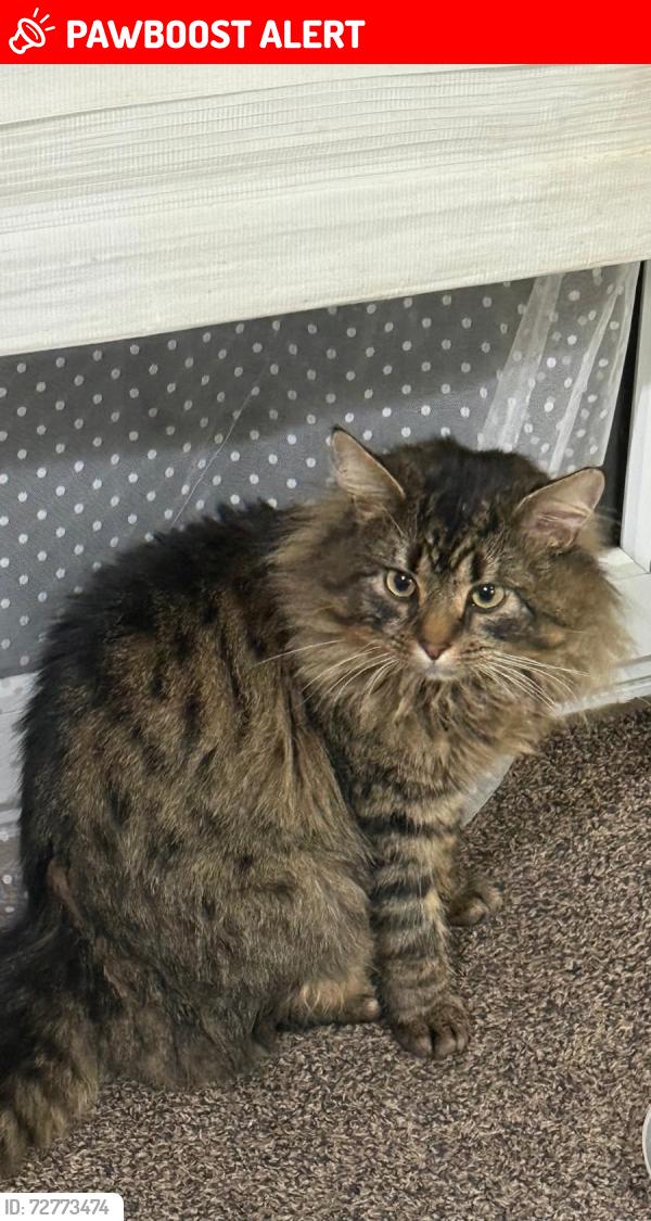 Lost Male Cat last seen Chelmorton road and the roads before that road, West Midlands, England B42 2QT