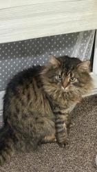 Lost Male Cat last seen Chelmorton road and the roads before that road, West Midlands, England B42 2QT