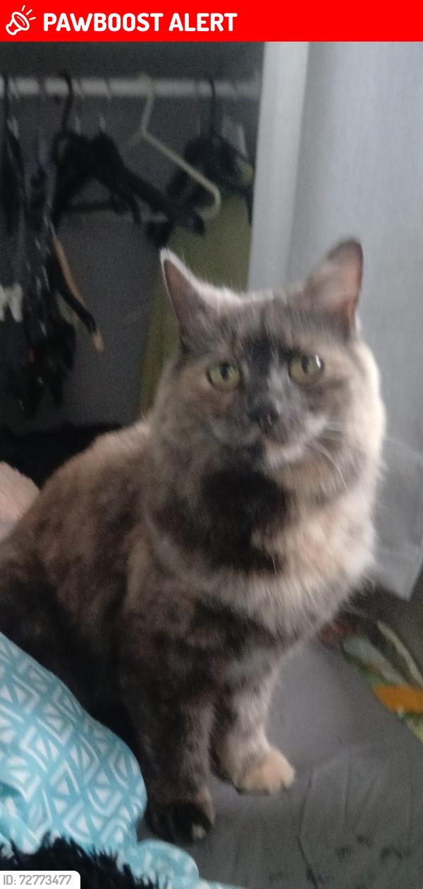 Lost Female Cat last seen , High Cross, England GU32 1EJ