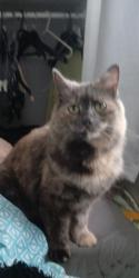 Lost Female Cat last seen , High Cross, England GU32 1EJ