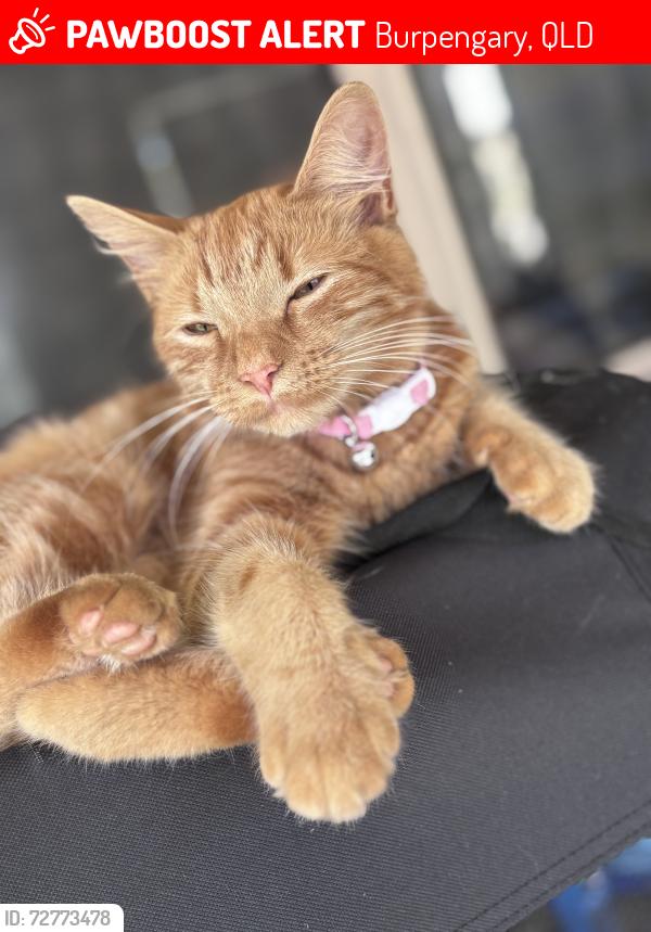 Lost Female Cat last seen Teatree court Burpengary , Burpengary, QLD 4505