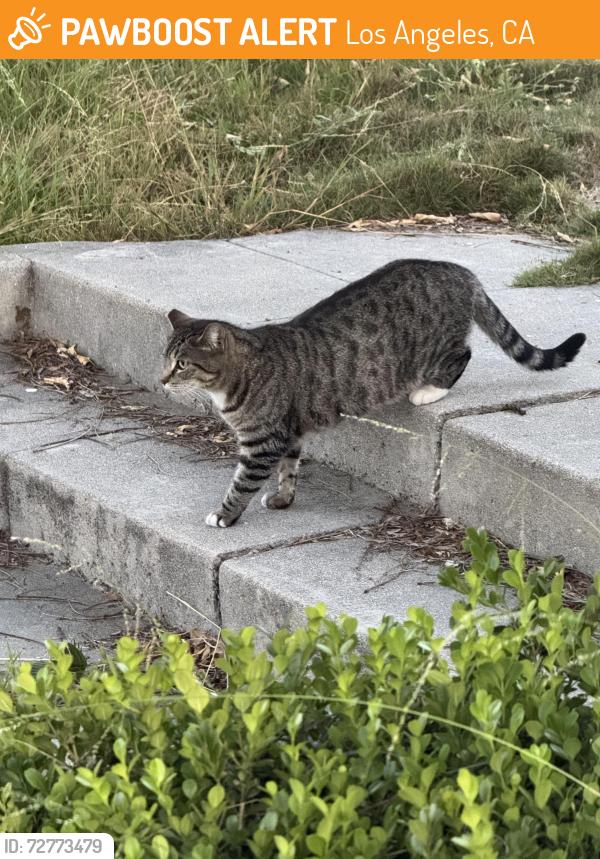 Found/Stray Unknown Cat last seen Ingraham and wilton st 90005 los angeles ca , Los Angeles, CA 90005