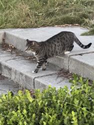 Found/Stray Unknown Cat last seen Ingraham and wilton st 90005 los angeles ca , Los Angeles, CA 90005