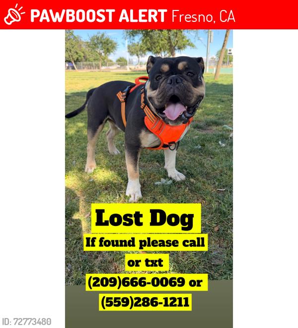 Lost Male Dog last seen Shaw and polk, Fresno, CA 93722