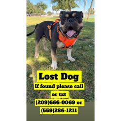 Lost Male Dog last seen Shaw and polk, Fresno, CA 93722