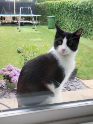 Lost Male Cat last seen Harding Way Cambridge , Cambridge, MA 02141